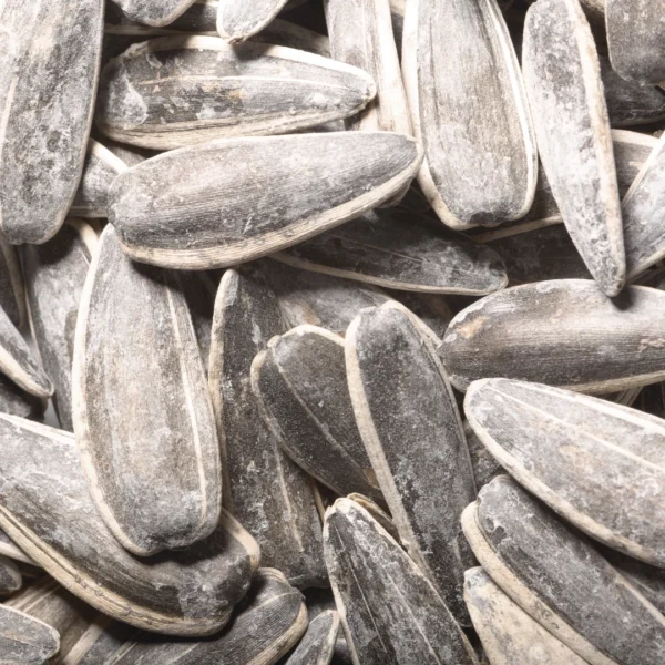 Graines de Tournesol Pipas